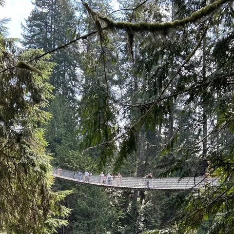 The suspension bridge strung through the forest